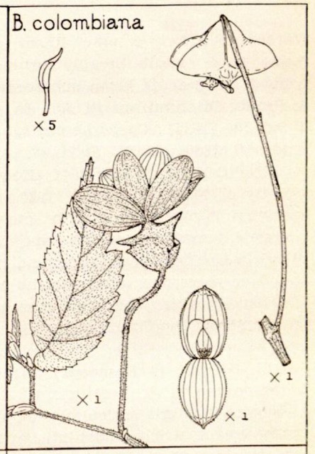 B. colombiana